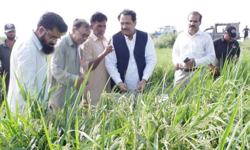 قصور: صوبائی وزیر زراعت ڈاکٹر فرخ جاوید اچانک دورہ قصور ..