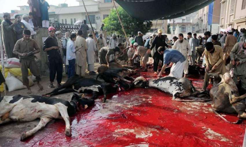 راولپنڈی: عید گاہ شریف میں قصائی قربانی کے جانوروں کی کھالیں ..
