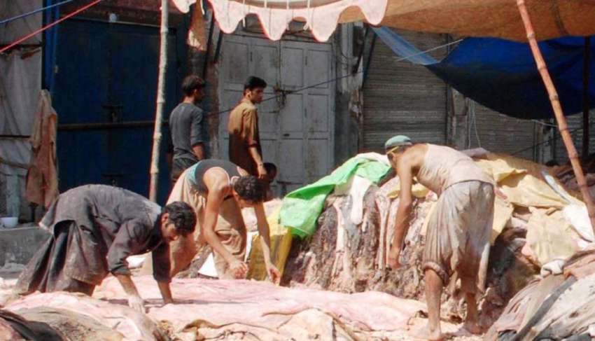راولپنڈی: محنت کش قربانی کے جانوروں کی کھالوں کو محفوظ کرنے ..