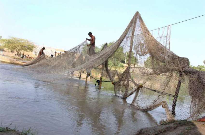 لاڑکانہ: ماہی گیر نہر سے مچھلیاں پکڑنے کے لیے جال لگا رہے ..