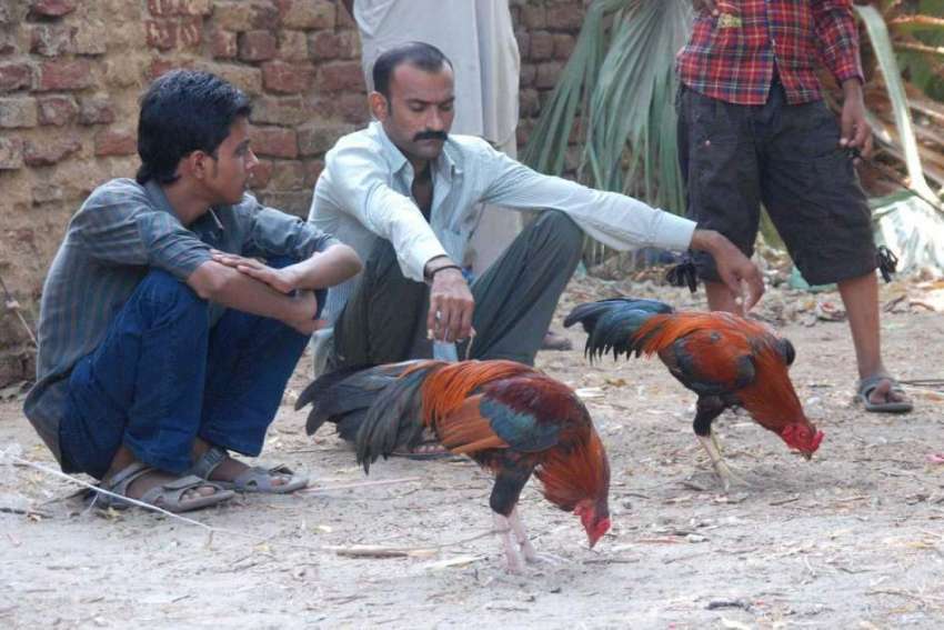 حیدر آباد: دوکاندار سڑک کنارے مرغے فروخت کے لیے گاہکوں کا ..