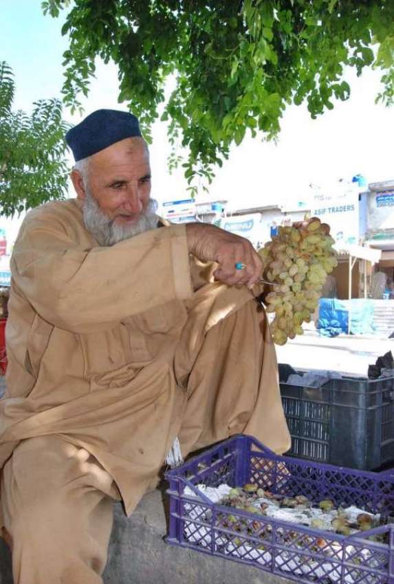 اسلام آباد: ایک بزرگ محنت کش فروخت کے لیے انگور چھانٹ کرر ..