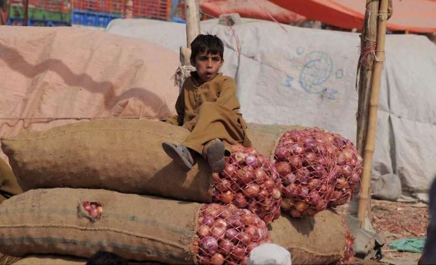 راولپنڈی: سبزی منڈی میں ایک افغان بچہ پیاز کی بوریوں کے اوپر ..