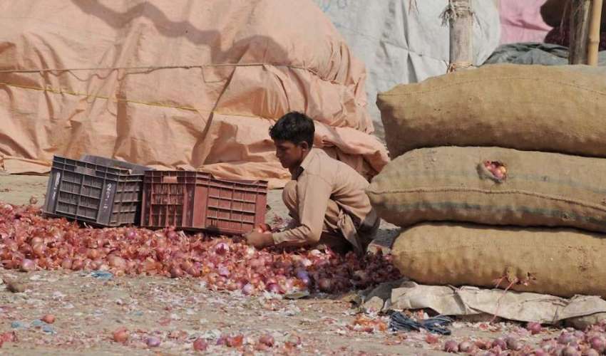 راولپنڈی: سبزی منڈی میں ایک مزدور بچہ پیاز کی صفائی میں مصروف ..