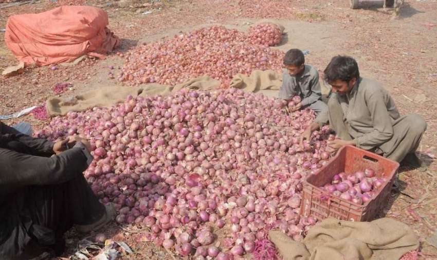 راولپنڈی: سبزی منڈی میں مزدور پیاز کی صفائی کر رہے ہیں۔