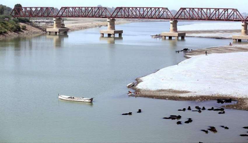 حیدر آباد: دریائے انڈس میں بھینسوں کو نہلایا جار ہا ہے۔