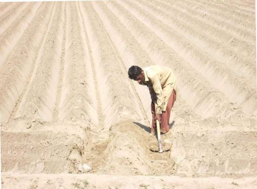 فیصل آباد: کسان مکئی کی کاشت کے لیے زمین تیار کررہا ہے۔