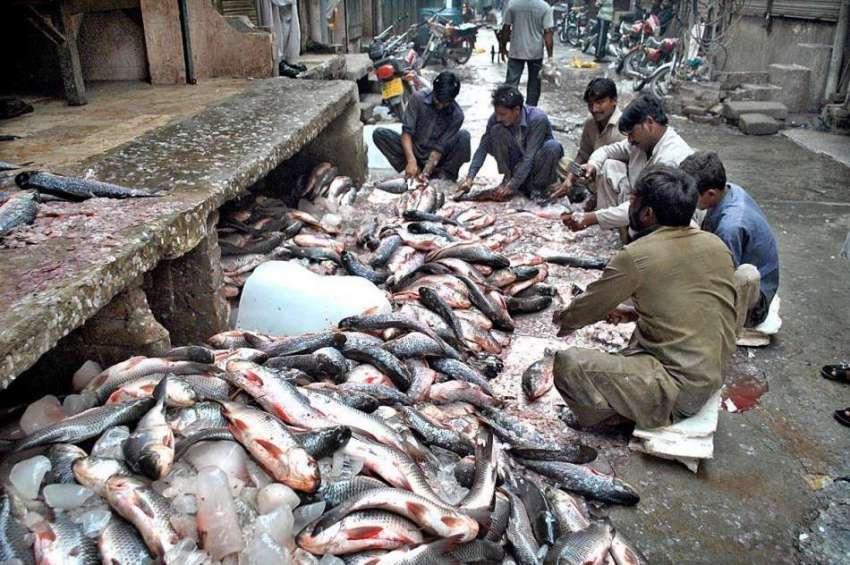 لاہور: مچھلی منڈی میں مچھلی فروخت کے لیے تیار کی جا رہی ہے۔