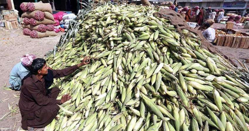 حیدر آباد: سبزی منڈی میں دوکاندار فرخت کے لیے چھلیاں لگائے ..