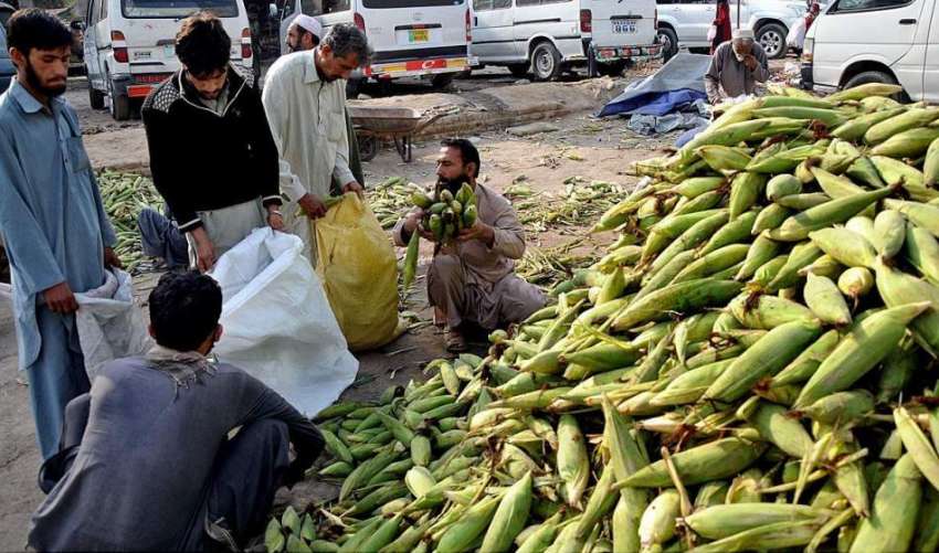راولپنڈی: سبزی منڈی میں محنت کش چھلیاں فروخت کر رہا ہے۔