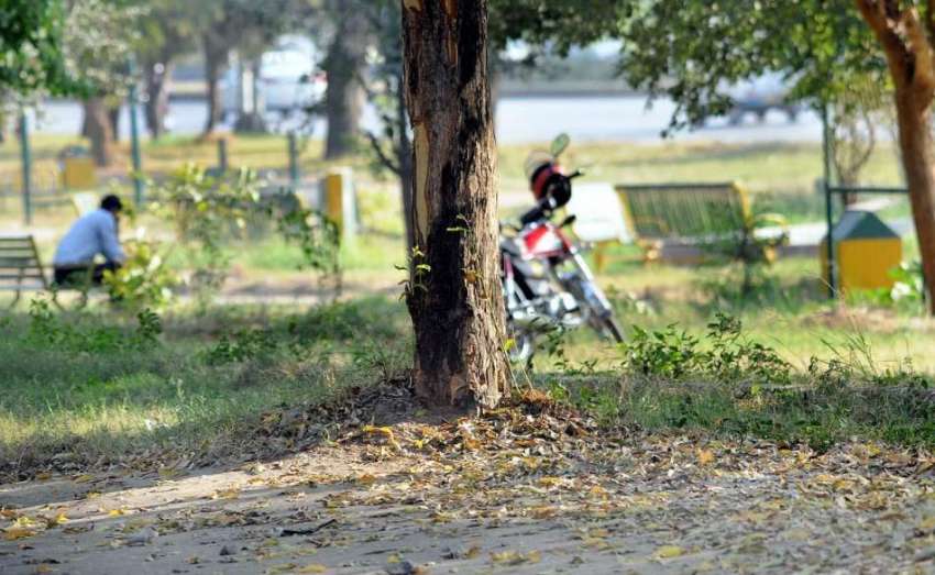 اسلام آباد: موسم سرما کی آمد سے قبل درختوں کا خوبصورت منظر۔