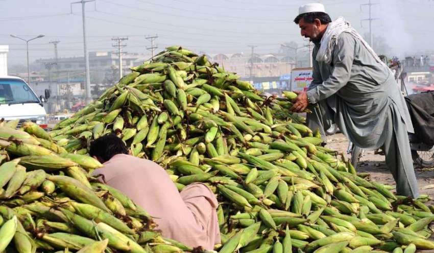 راولپنڈی: مقامی مارکیٹ میں مزدور فروخت کے لیے چھلیاں رکھے ..