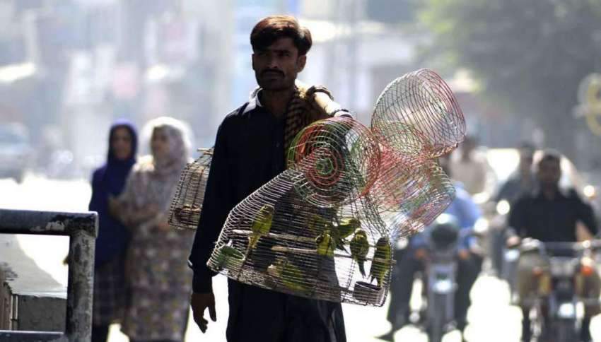 راولپنڈی: محنت کش آسٹریلین طوطے فروخت کر رہا ہے۔
