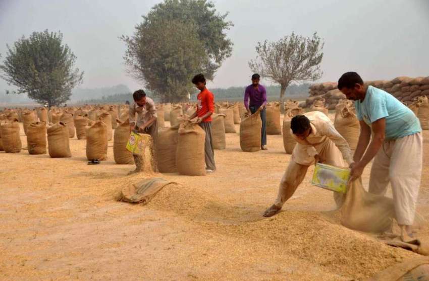 لاہور: کسان چاول خشک کرنے کے بعد بوریوں میں پیک کر رہے ہیں۔