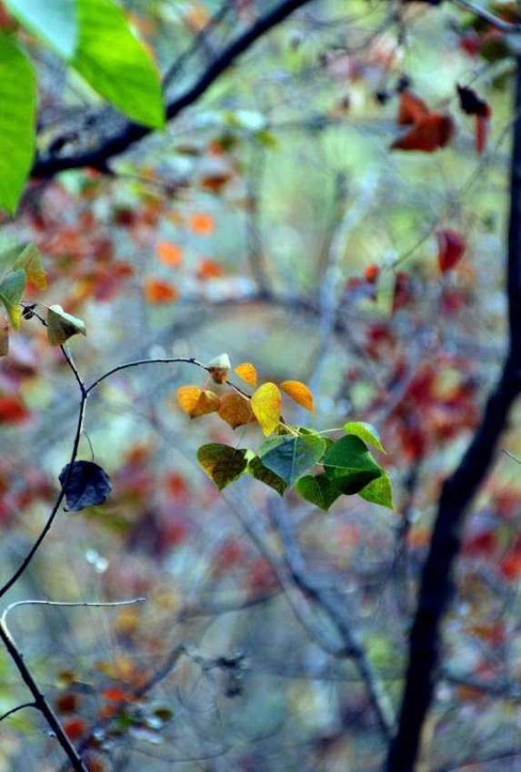 اسلام آباد: موسمی تبدیلی کے ساتھ ہی درختوں کے پتے بھی رنگ ..
