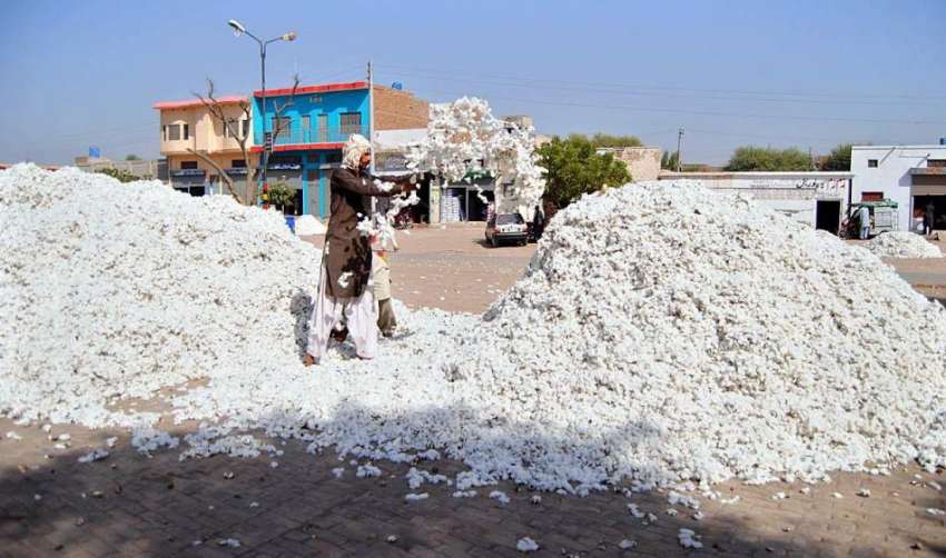 ملتان: مزدور روئی خشک کرنے کے لیے دھوپ میں پھیلا رہا ہے۔