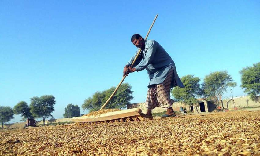 ملتان: کسان دھان (چاول) خشک کرنے کے لیے دھوپ میں پھیلا رہا ..
