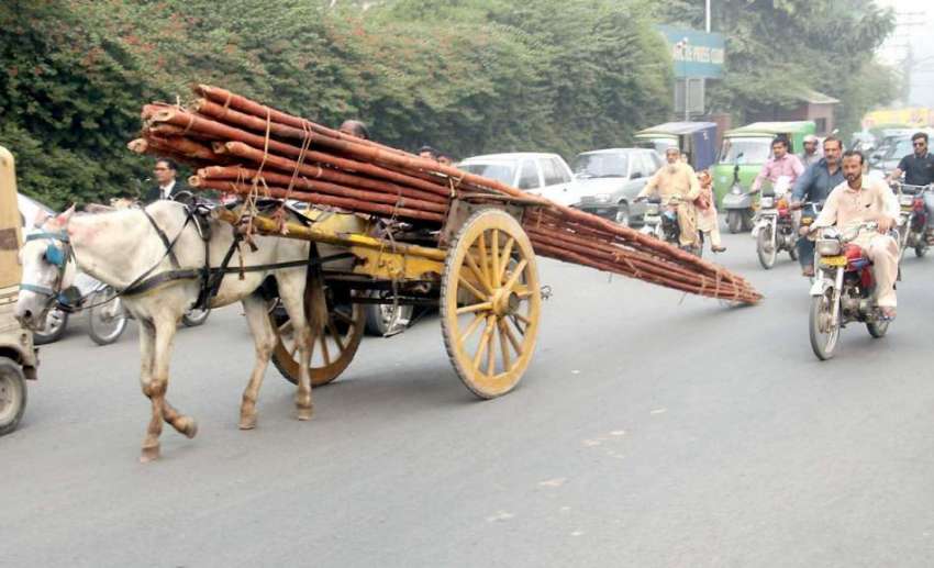 لاہور: ایک محنت کش تانگہ ریڑھے پر لکڑی کی بانس رکھے شملہ ..
