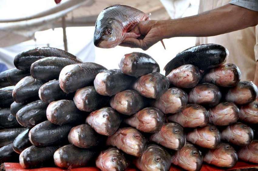 لاہور: ریڑھی بان نے گاہکوں کو متوجہ کرنے کے لیے مچھلی سجا ..