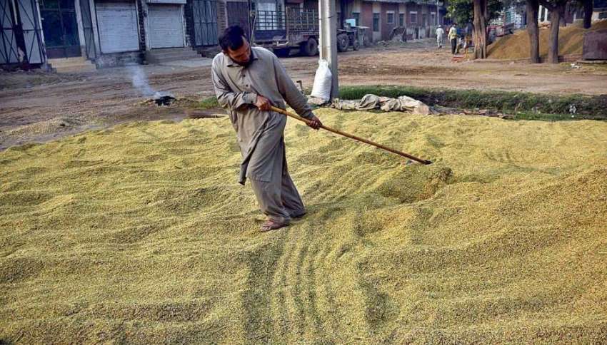 سیالکوٹ: کسان دھان (چاول) خشک کرنے کے لیے دھوپ میں پھیلا رہا ..
