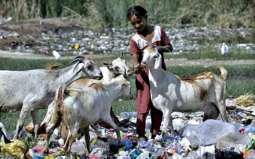 لاڑکانہ: خانہ بدوش بچی بکریوں کو چارہ کھلا رہی ہے۔