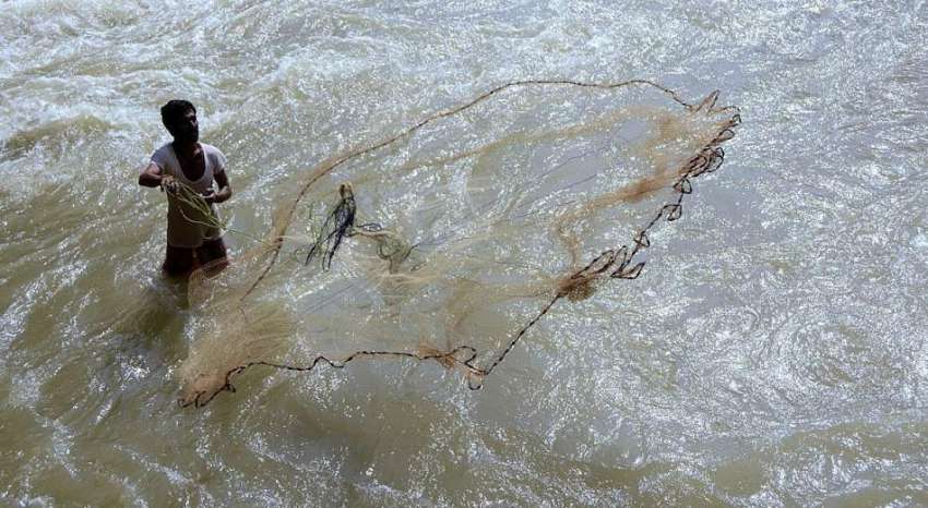 لاڑکانہ: ماہی گیر جال کی مدد سے مچھلیاں پکڑ رہا ہے۔