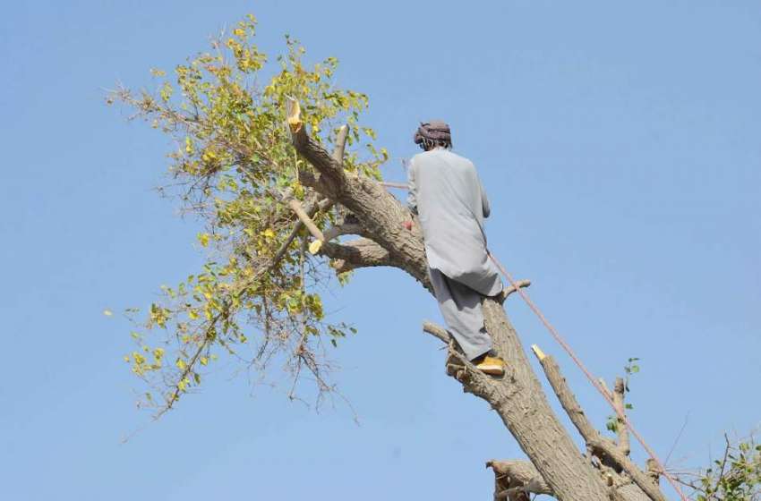 کوئٹہ: سمنگلی روڈ پر ایک شخص درخت سے لکڑیاں کاٹ رہا ہے۔