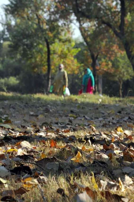 اسلام آباد: درختوں سے ٹوٹی نہنیاں اور پتے زمین پر پڑے دلکش ..