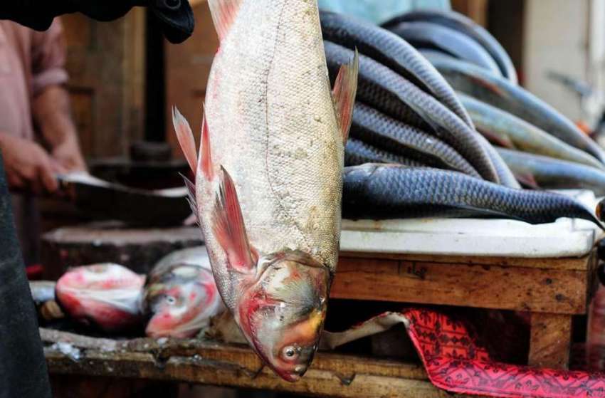 راولپنڈی: دکاندار مچھلی کی صفائی کر رہا ہے۔