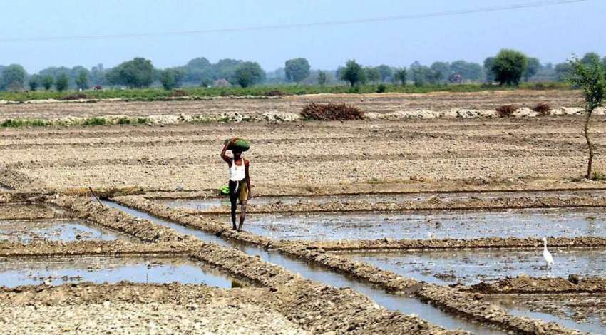 حیدر آباد: کسان اپنے روز مرہ کام سے فارغ ہونے کے بعد واپس ..