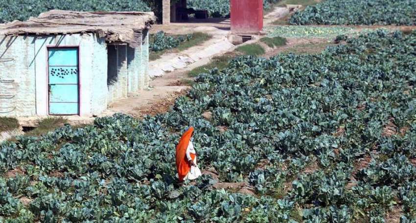 حیدر آباد: خاتون کسان اپنے کھیتوں میں سبزیوں کی دیکھا بھال ..