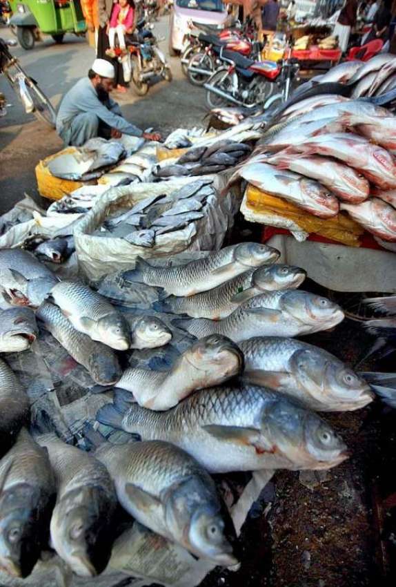 راولپنڈی: مچھلی فروش سڑک کنارے فروخت کے لیے مچھلی لگائے ..