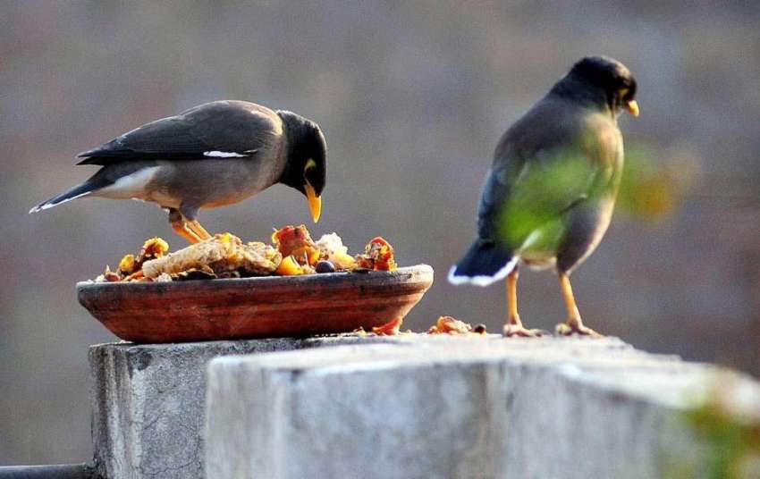 راولپنڈی: خوبصورت پرندے خوراک کھاتے ہوئے۔