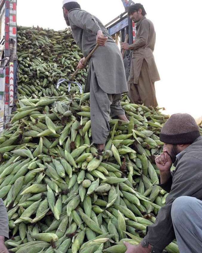 اسلام آباد: محنت کش سبزی منڈی میں چھلیاں ٹرکٹ سے اتار رہے ..