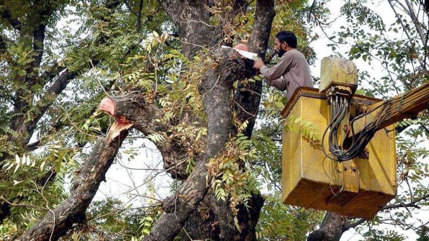 اسلام آباد: سی ڈی اے کا اہلکار درختوں کی شاخیں کاٹنے میں ..