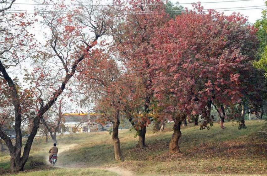 اسلام آباد: بدلتے موسم کے ساتھ درختوں کے بدلتے رنگوں کا خوبصورت ..