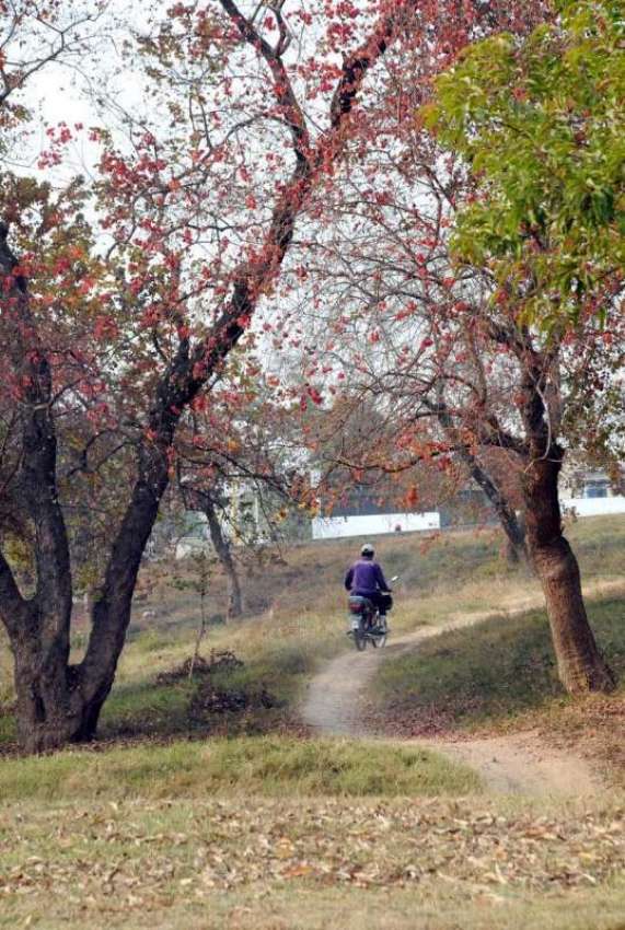 اسلام آباد: بدلتے موسم کے ساتھ درختوں کے بدلتے رنگوں کا خوبصورت ..
