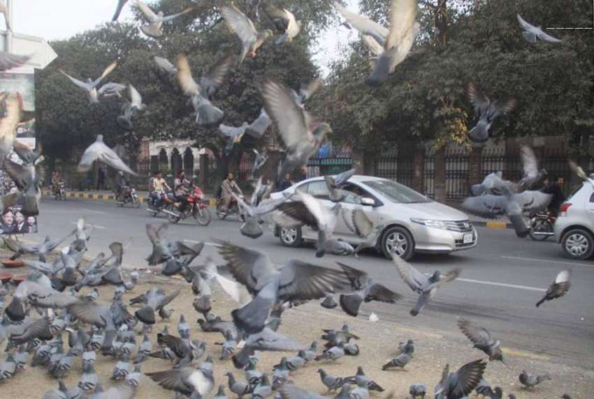 لاہور: مال روڈ پر کبوتر دانا چننے کے بعد پرواز کے لیے اڑ رہے ..