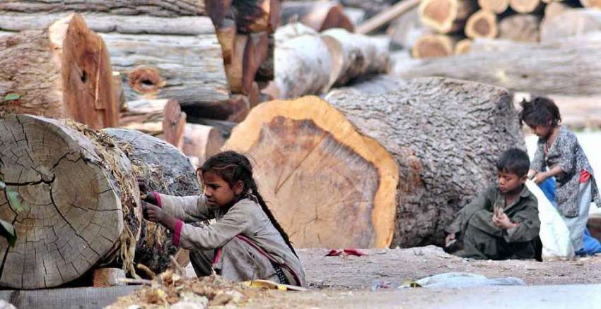راولپنڈی: خانہ بدوش بچے گھریلو استعمال کے لیے لکیاں چھیل ..