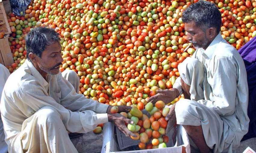 حیدر آباد: محنت کش ٹماٹر فروخت کے لیے لکڑی کے کریٹ میں ڈال ..