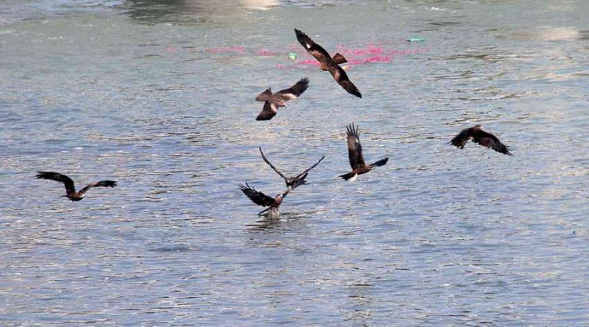حیدر آباد: پرندے پانی سے خوراک اٹھانے کی کوشش کر رہے ہیں۔