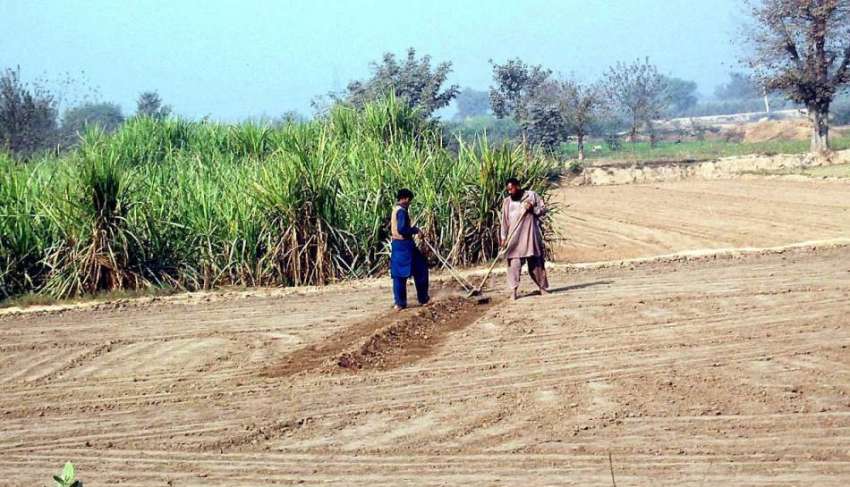 فیصل آباد: کسان کھیت کو فصل کی بوائی کے لیے تیار کر رہے ہیں۔