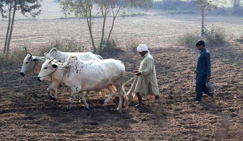 فیصل آباد: کسان بیلوں کی مدد سے کھیتوں میں ہل چلا رہا ہے۔