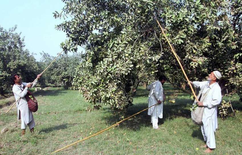 فیصل آباد: کسان باغ میں درختوں سے موسمی پھل اتار رہے ہیں۔