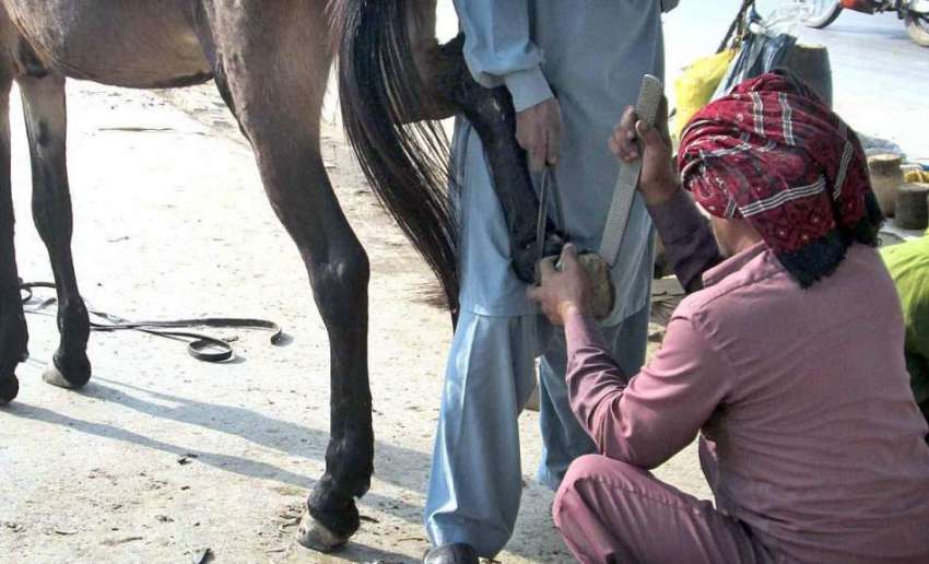 فیصل آباد: ایک شخص گھوڑے کے ناخن بدلنے میں مصروف ہے۔