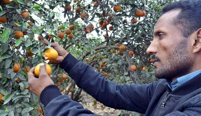 فیصل آباد: کسان باغ میں درختوں سے موسمی پھل اتار رہا ہے۔