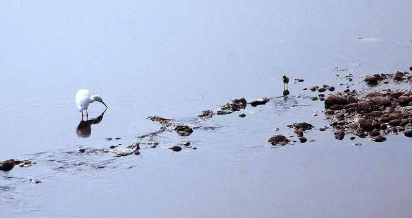 راولپنڈی: پرندہ پانی سی مچھلی کی تلاش میں ہے۔