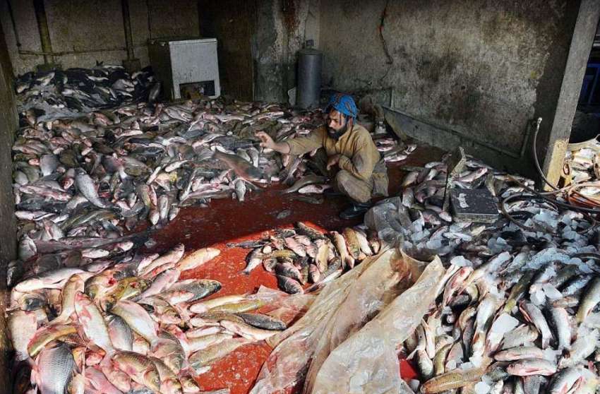 ملتان: مزدور مارکیٹ میں سپلائی کے لیے مچھلی الگ کر رہا ہے۔