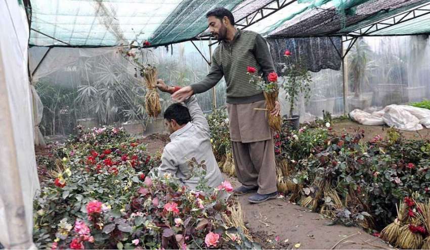 اسلام آباد: مالی پودوں کی دیکھ بھال میں مصروف ہے۔