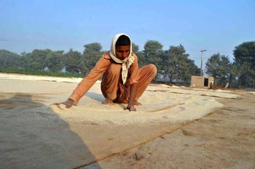 ملتان: محنت کش چاول خشک کرنے کے لیے دھوپ میں پھیلا رہا ہے۔